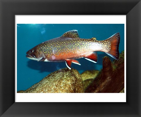 Framed Brook trout Print