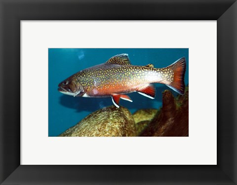 Framed Brook trout Print