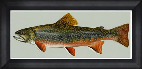 Framed Brook trout Print