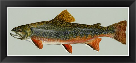 Framed Brook trout Print