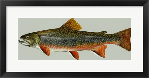 Framed Brook trout Print