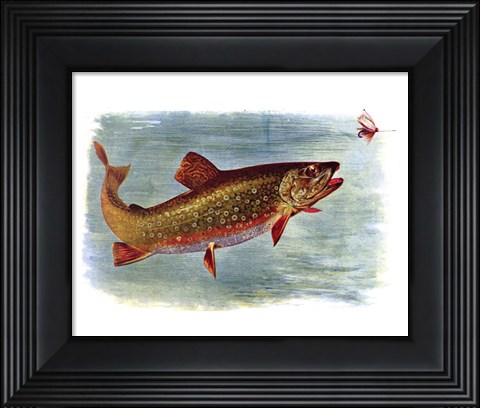 Framed Brook Trout American Fishes Print