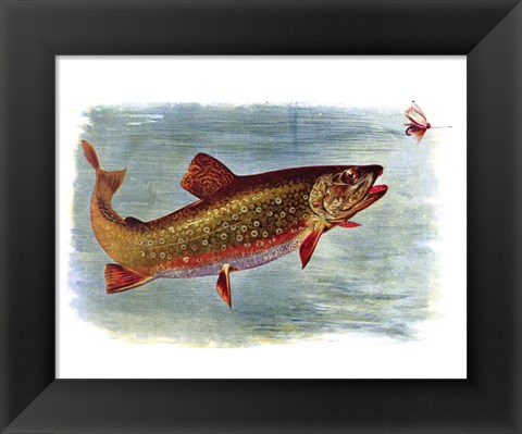 Framed Brook Trout American Fishes Print
