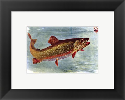 Framed Brook Trout American Fishes Print