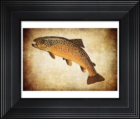 Framed Brown Trout II Print