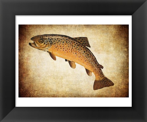 Framed Brown Trout II Print