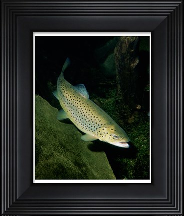 Framed Brown Trout Underwater Print