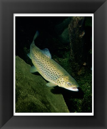 Framed Brown Trout Underwater Print