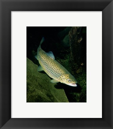 Framed Brown Trout Underwater Print