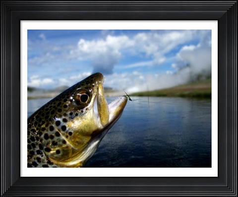 Framed Brown Trout and Soft Hackle Nymph Print