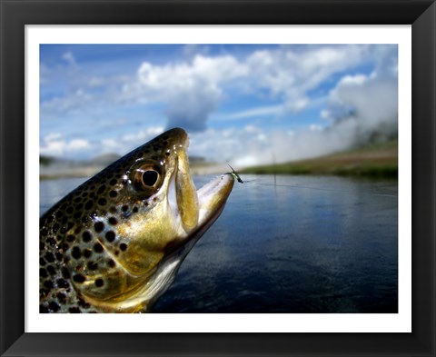 Framed Brown Trout and Soft Hackle Nymph Print