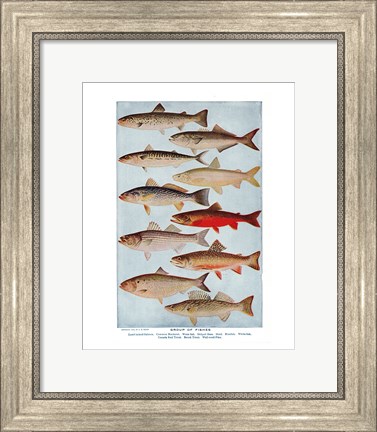 Framed Group of Fishes Print