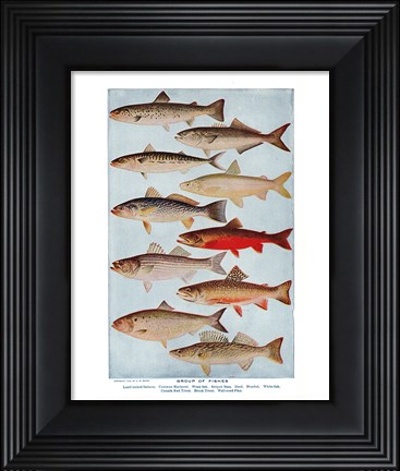 Framed Group of Fishes Print