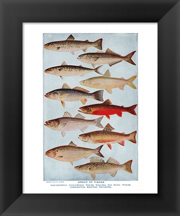 Framed Group of Fishes Print