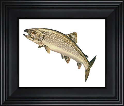 Framed Lake Trout Print