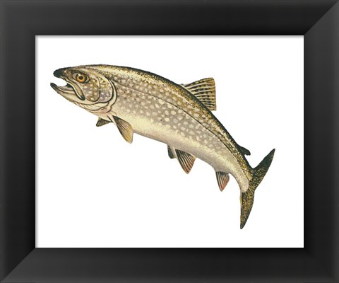 Framed Lake Trout Print