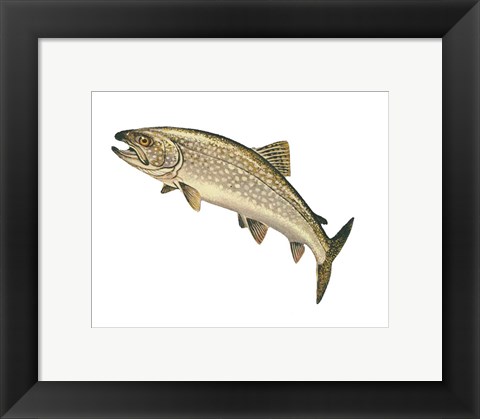 Framed Lake Trout Print