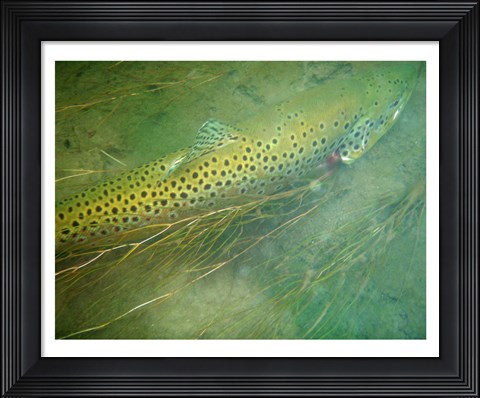 Framed Madison River Brown Trout Print