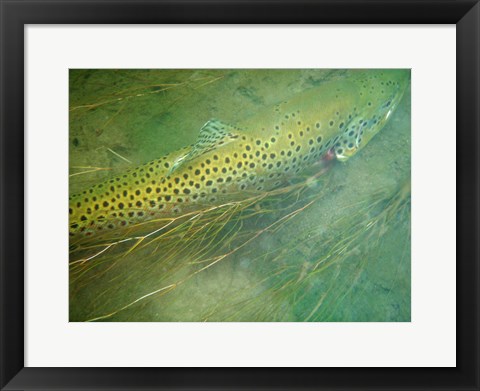 Framed Madison River Brown Trout Print