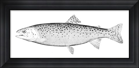 Framed Rainbow Trout - B&amp;W Print