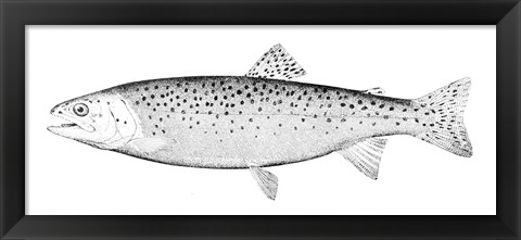 Framed Rainbow Trout - B&amp;W Print