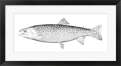 Framed Rainbow Trout - B&amp;W Print