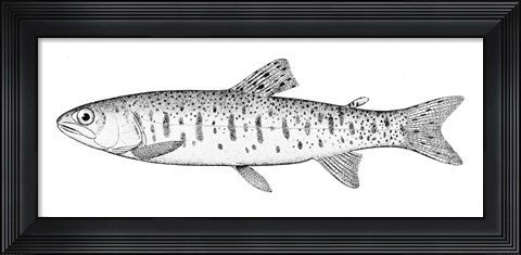 Framed Rainbow Trout Print