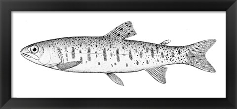 Framed Rainbow Trout Print