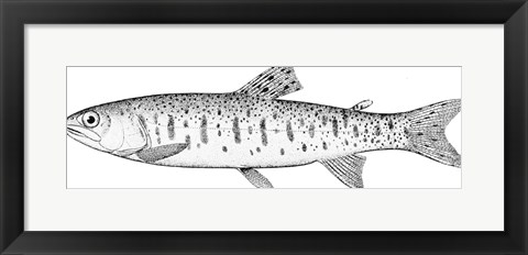 Framed Rainbow Trout Print