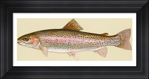Framed Rainbow trout - long Print