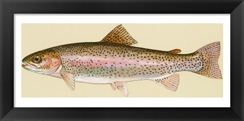 Framed Rainbow trout - long Print