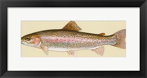 Framed Rainbow trout - long Print