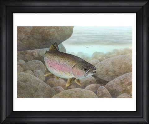 Framed Rainbow trout - swimming Print