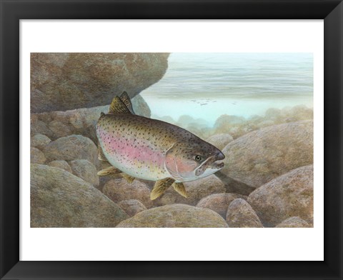 Framed Rainbow trout - swimming Print