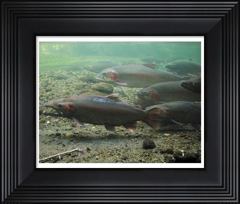 Framed Rainbow trout - photo Print