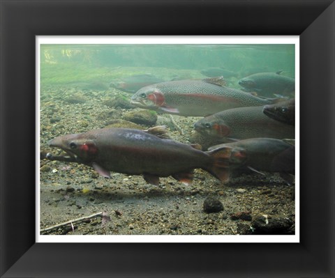 Framed Rainbow trout - photo Print