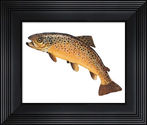Framed Salmo Trutta Print