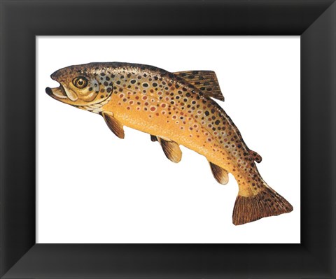 Framed Salmo Trutta Print