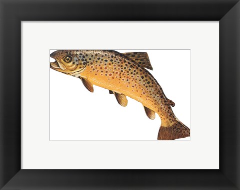 Framed Salmo Trutta Print