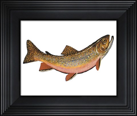 Framed Salvelinus Fontinalis Print