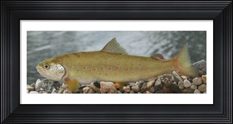 Framed Softmouth Print