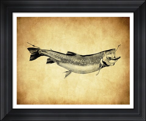 Framed Trout - black and white Print