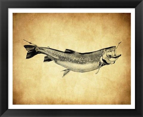 Framed Trout - black and white Print