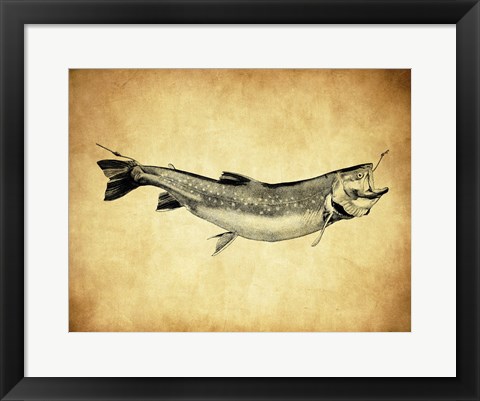 Framed Trout - black and white Print