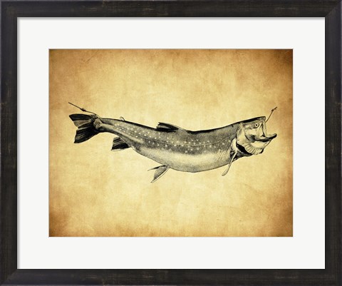Framed Trout - black and white Print