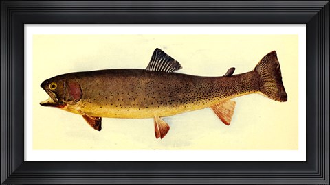 Framed Yellowstone cutthroat trout Print