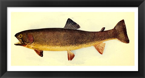 Framed Yellowstone cutthroat trout Print