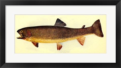 Framed Yellowstone cutthroat trout Print