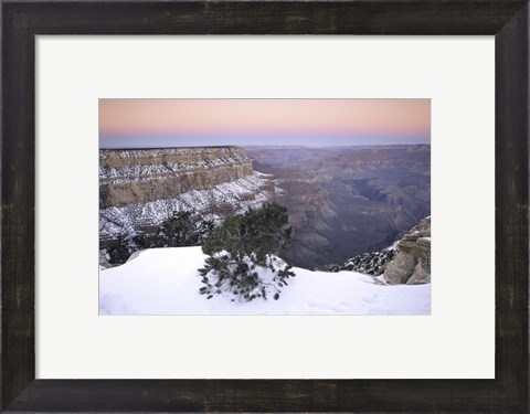 Framed High angle view of a tree on a snow covered mountain, South Rim, Grand Canyon National Park, Arizona, USA Print