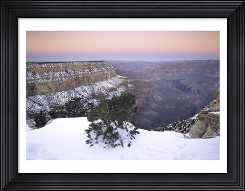 Framed High angle view of a tree on a snow covered mountain, South Rim, Grand Canyon National Park, Arizona, USA Print